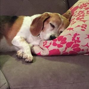 Meet your Posher, Molly